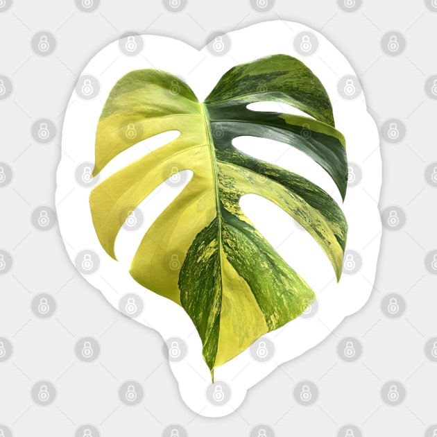 Colorful Variegated Monstera Deliciousa Aurea Design Sticker by barkNbloom